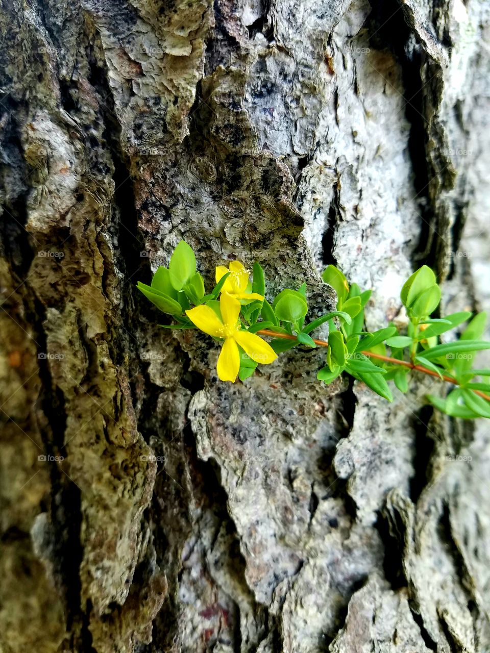 yellow glower