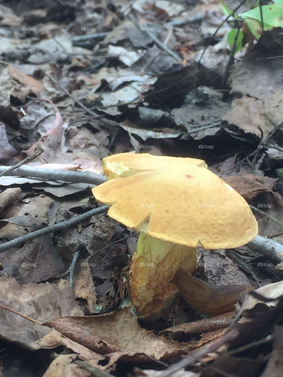 Fungi mushroom slug fall leaves
