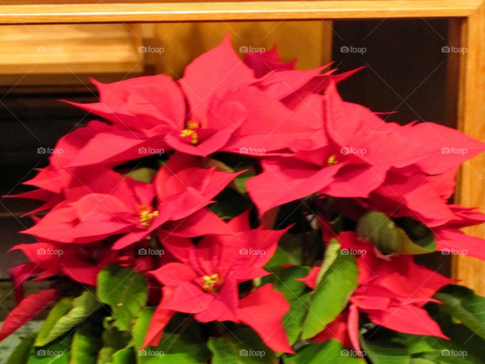 Beautiful red blooms