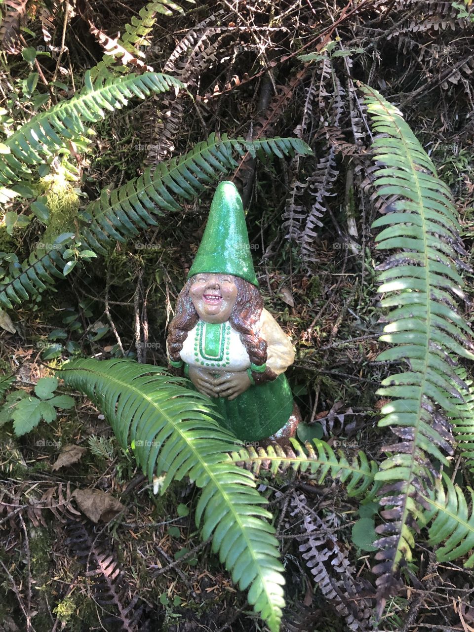 Gnome in the Ferns