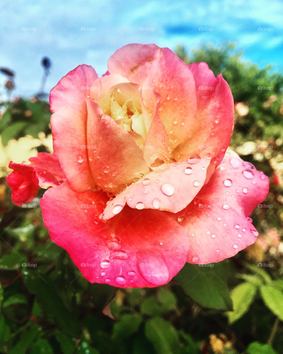 Along with the rain, the sun came and spring began to be announced.  Look at the flowers as you have already noticed their arrival! / Com a chuva, veio o sol e a primavera começou a ser anunciada. Vejam as flores como já perceberam sua chegada!