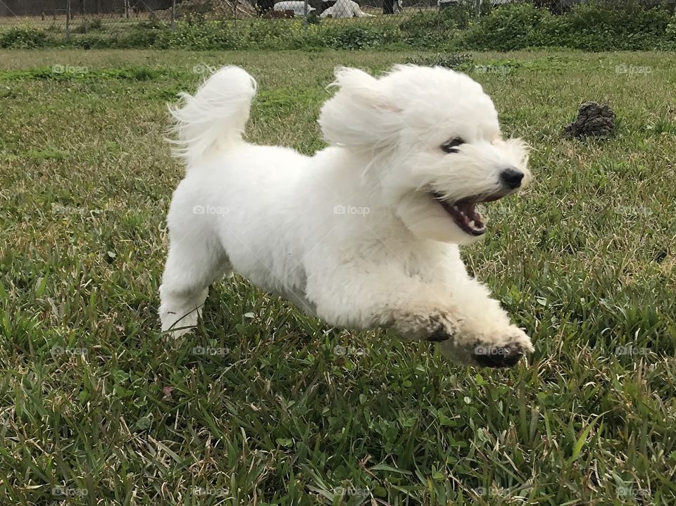 Happy playful puppy