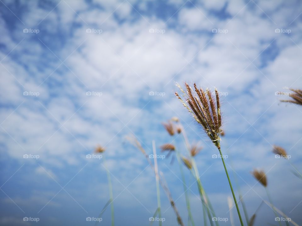 Close-up of flower grass in the midst of the sky and white clouds.