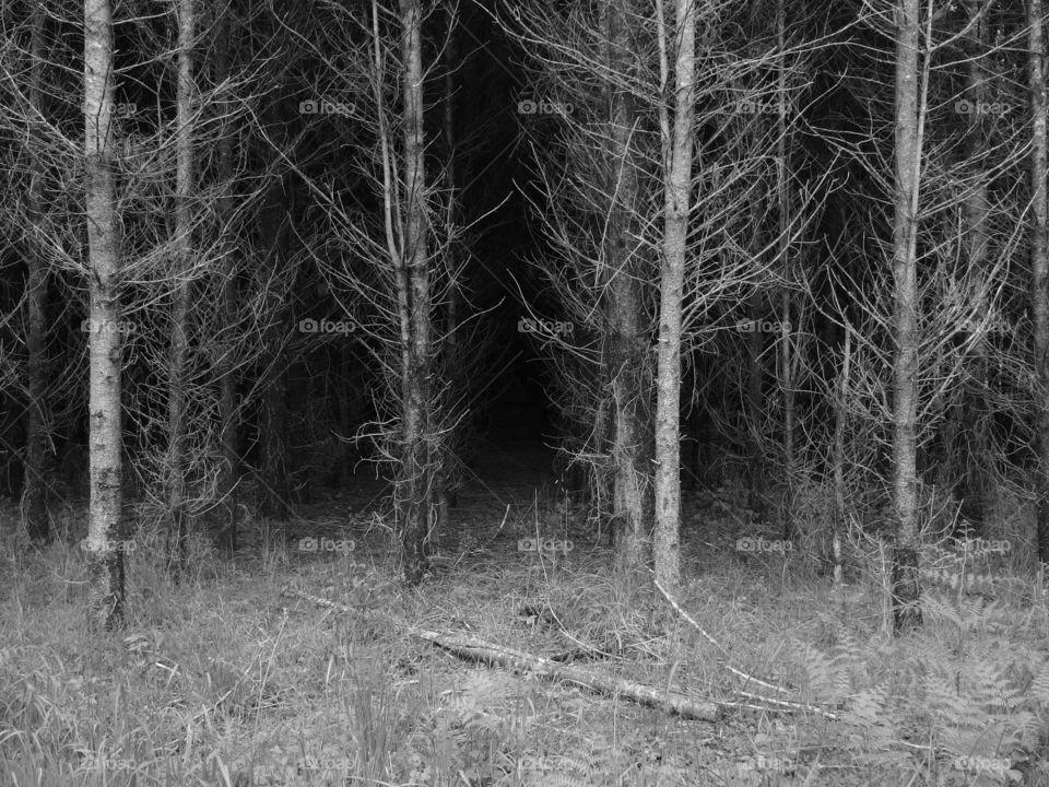 Eerie atmosphere amongst rows of trees in the grasses on the edge of a forest and agricultural land on a spring day in Western Oregon. 