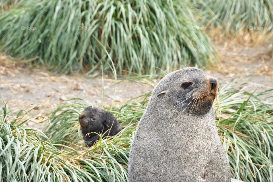 Seal and Pup