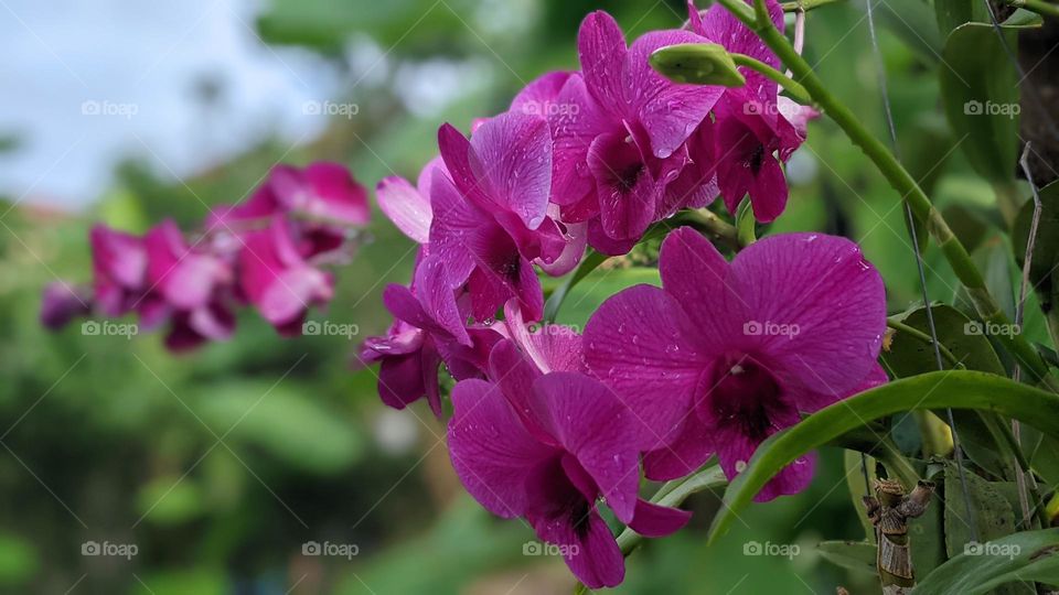 Dendrobium