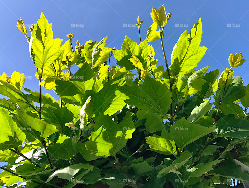 Green leaves