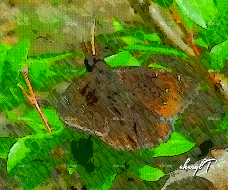 Buckeye butterfly