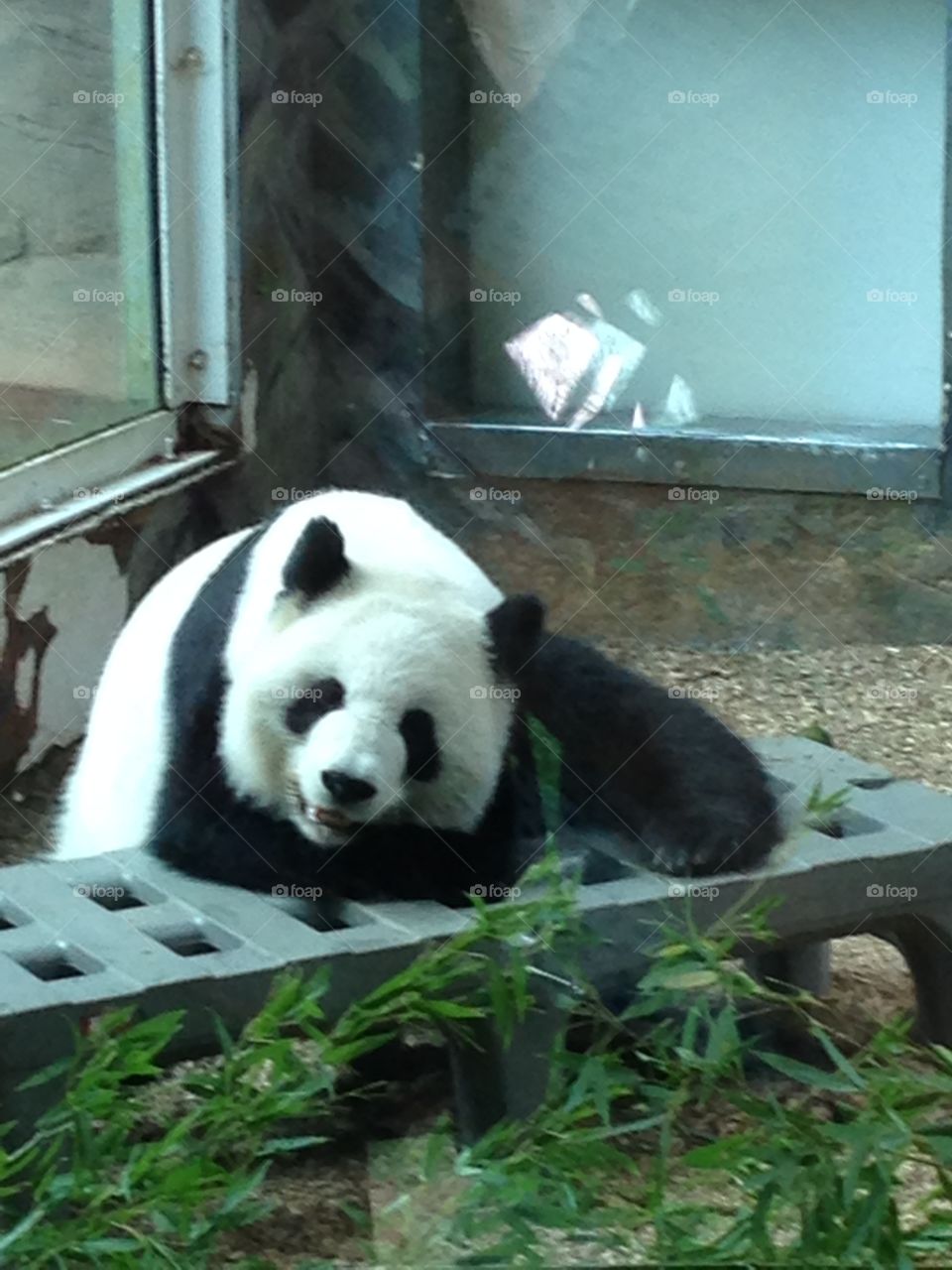 Panda . Panda from the Atlanta zoo 