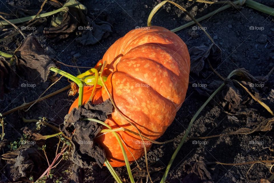 Pumpkin in sunlight