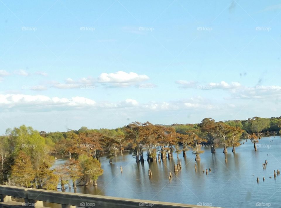 Henderson Swamp, Louisiana