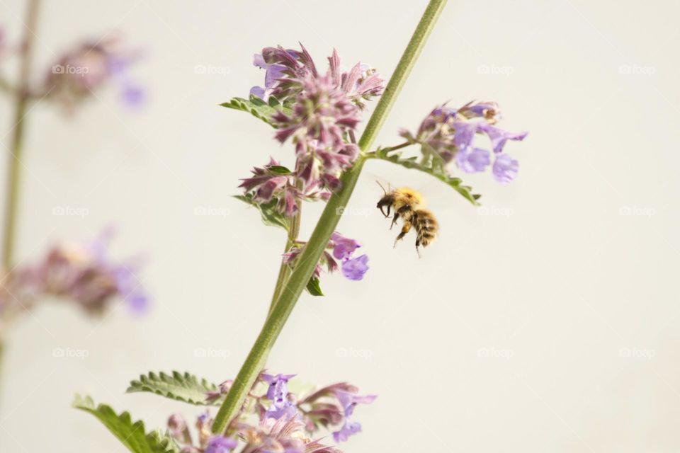 a vase of flowers on a table

Honey bee