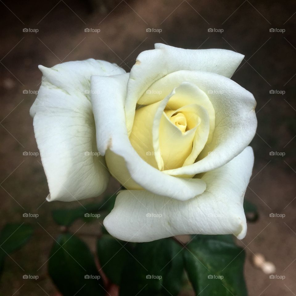 🌺Fim de cooper!
Suado, cansado e feliz, alongando e curtindo a beleza das flores. Hoje, com nossa linda e perfumada rosa!
🏁
#corrida #treino #flor #flower #flowers #pétalas #pétala #jardim #jardinagem #garden #flora #run #running #esporte