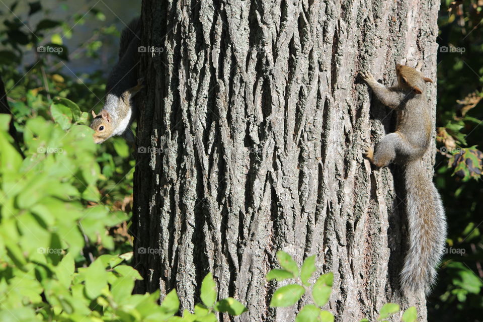 squirrel playing around the trees