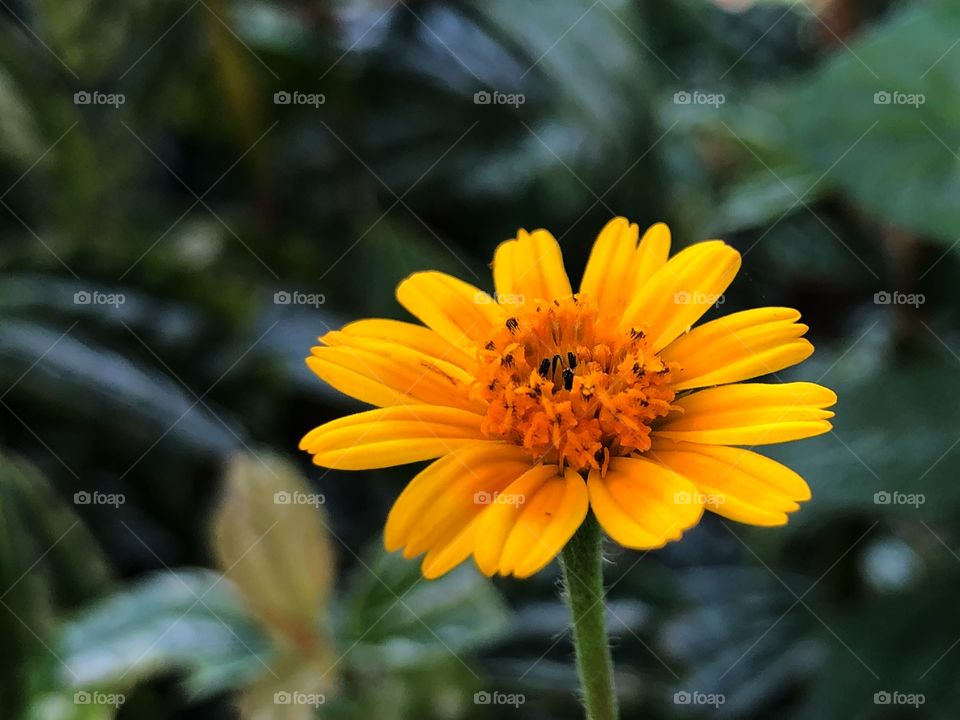 Small yellow flower in a field... delicate, but beautiful, with strong and stunning color.