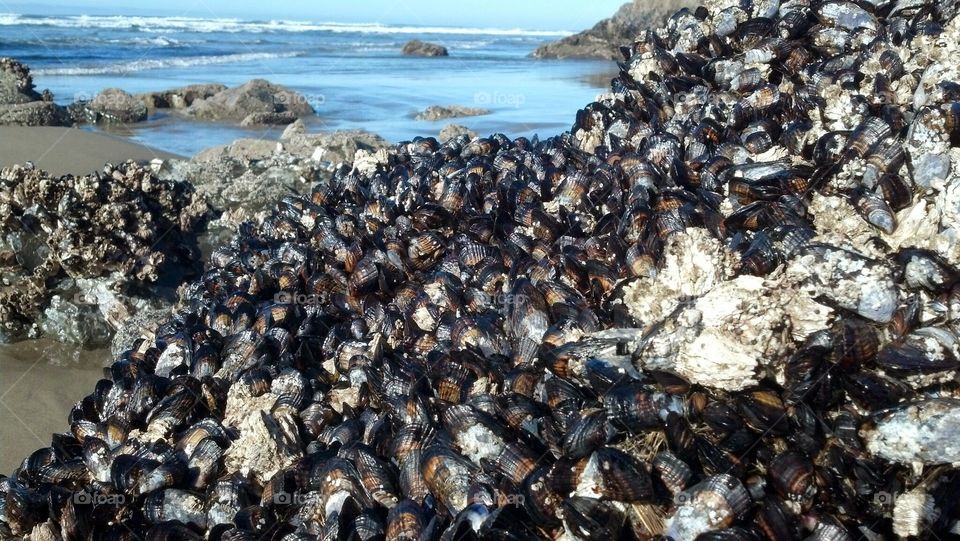 Oregon coast seashells