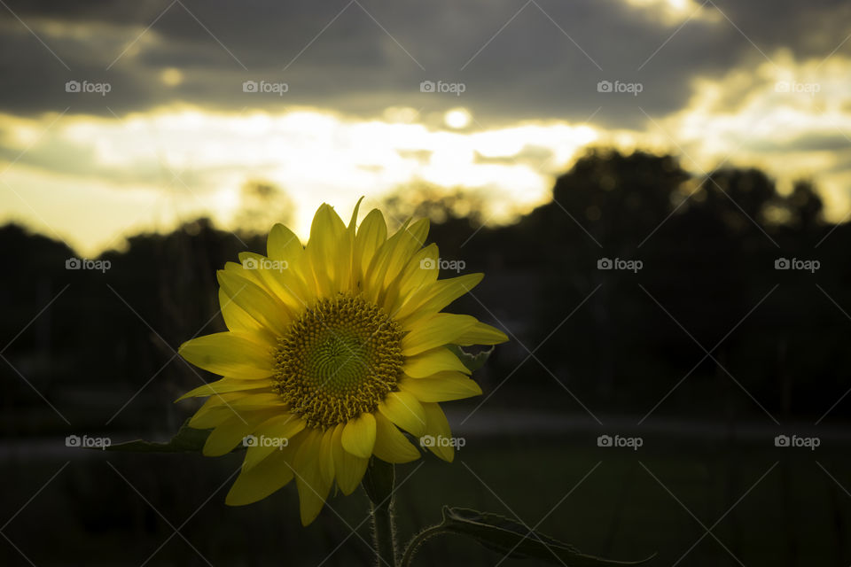 Sunset Sunflower 