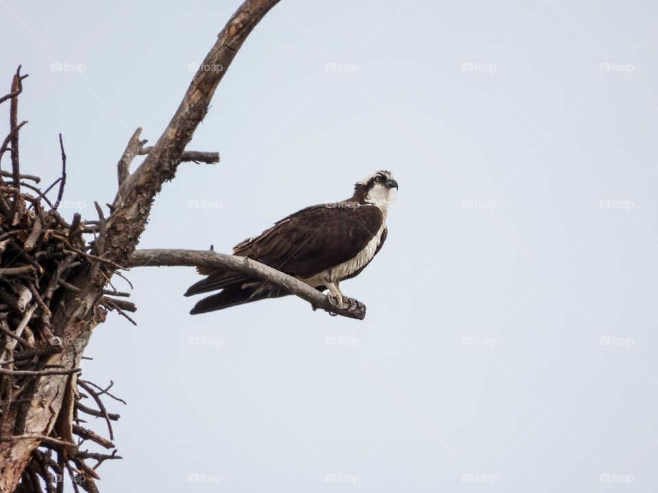 Osprey 