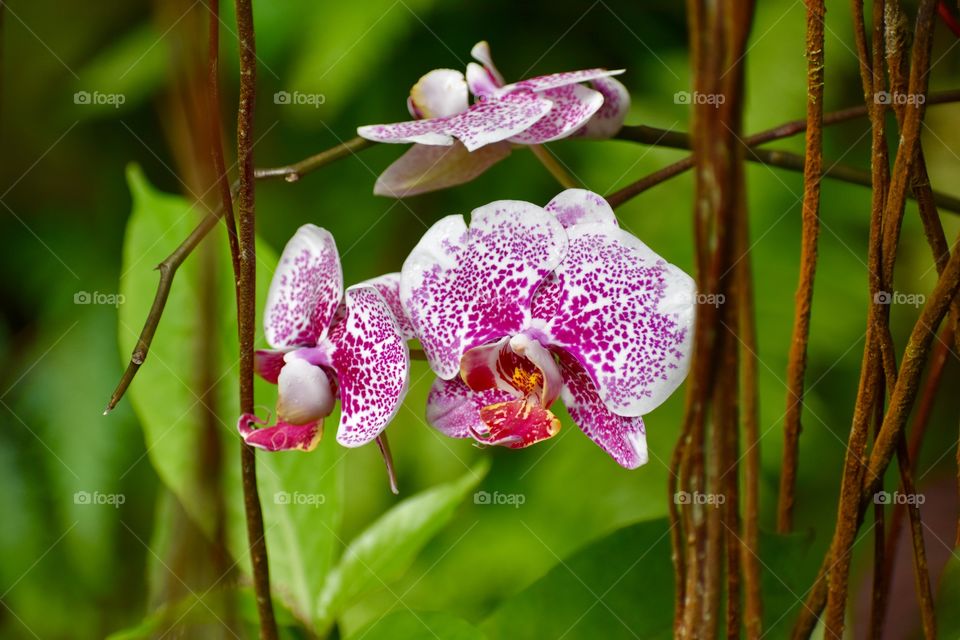 Beautiful orchid hanging in the trees among the vines