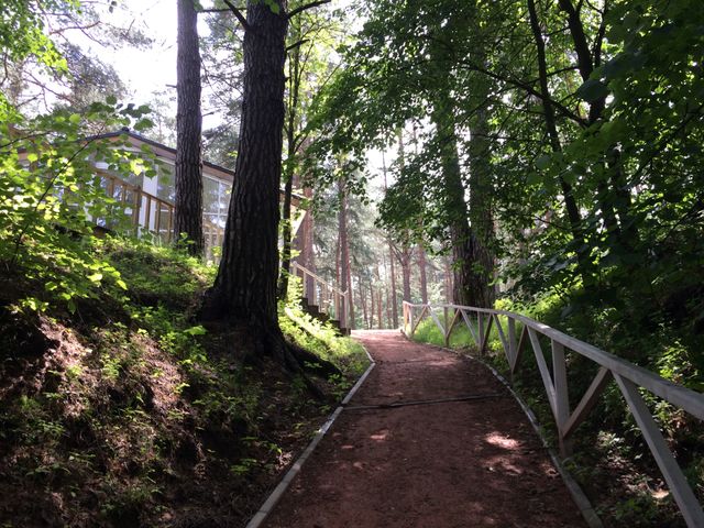 Forest Trail
