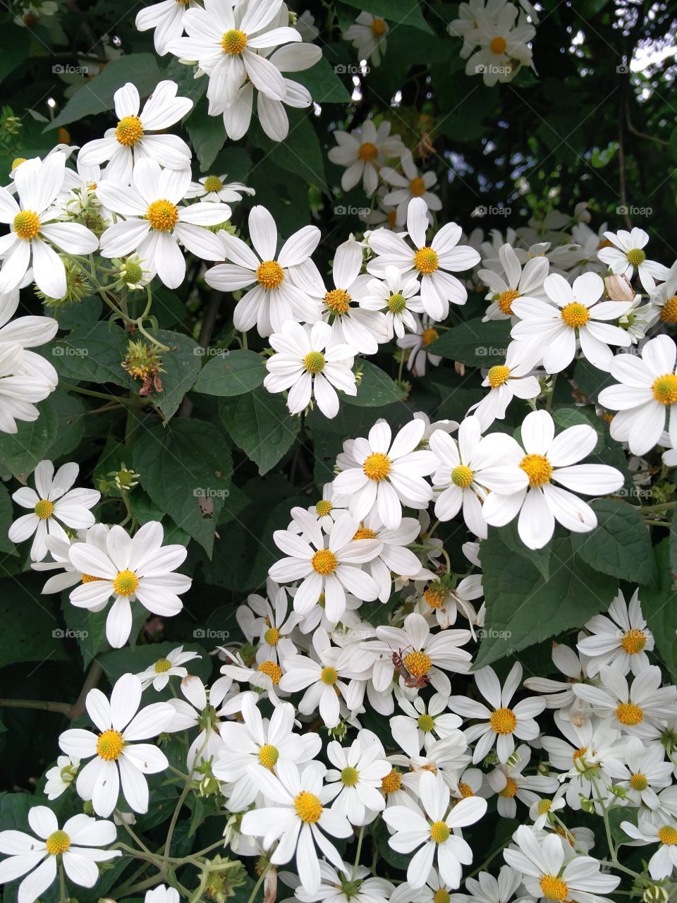 white flowers