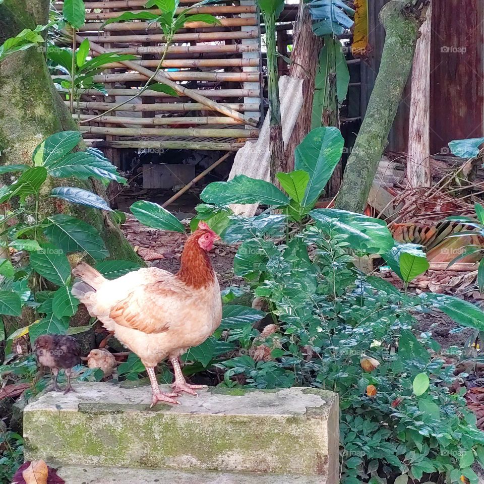 hen and chicks looking for food