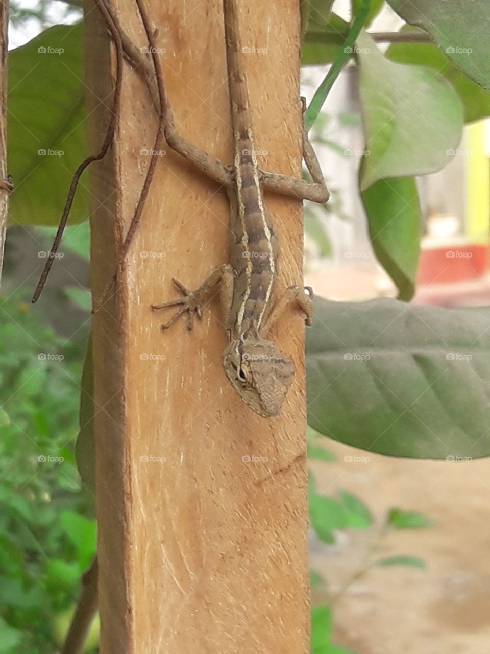 lizard