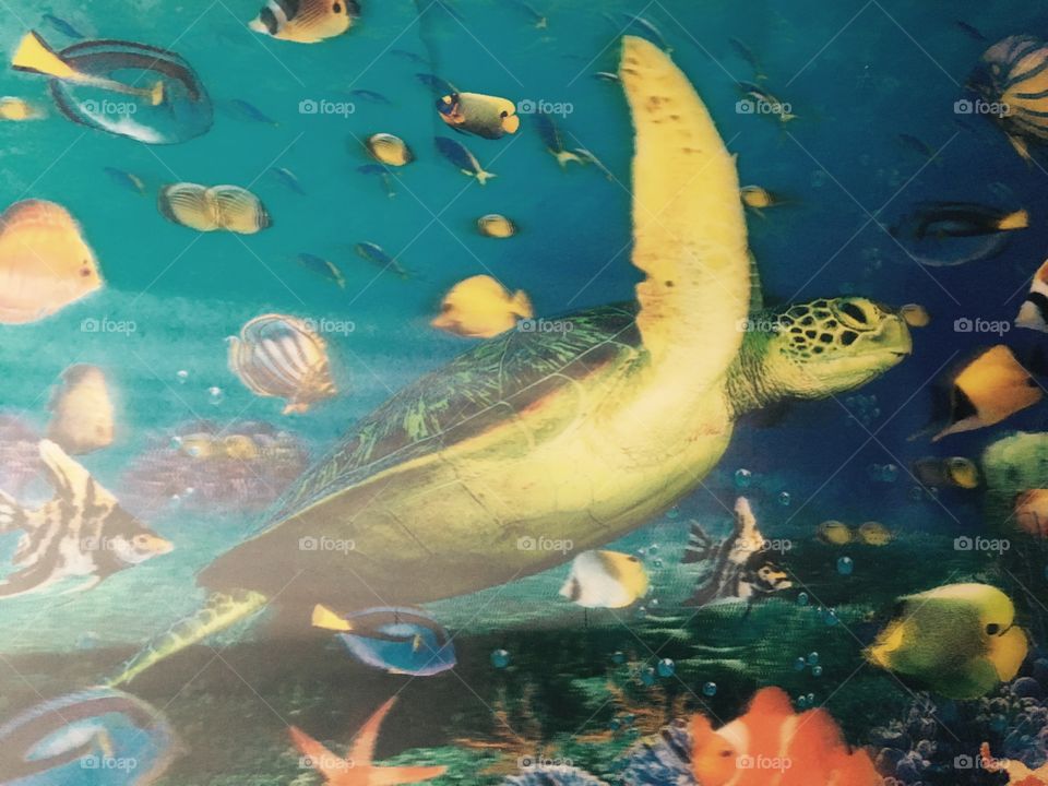 Turtle. Aquarium.