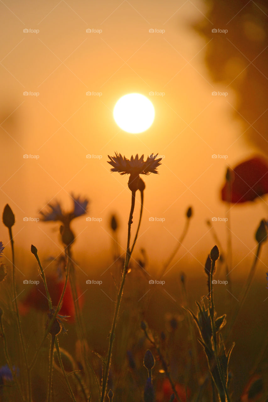 Summer sunset. Cornflowers and sun 