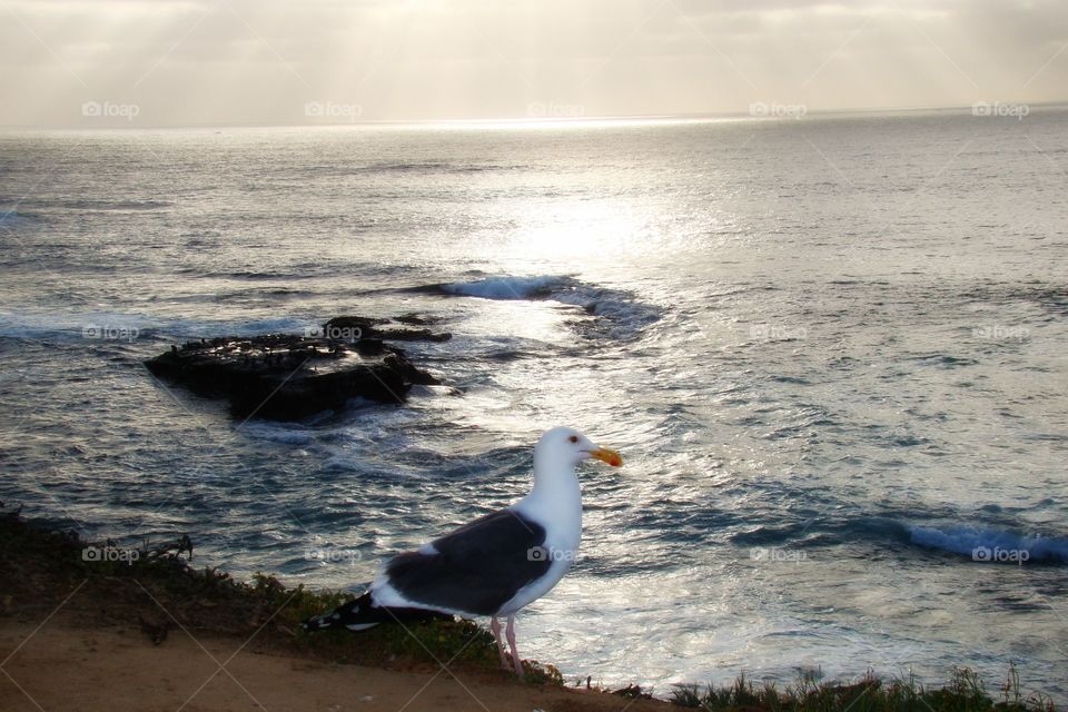 Birdie at the beach