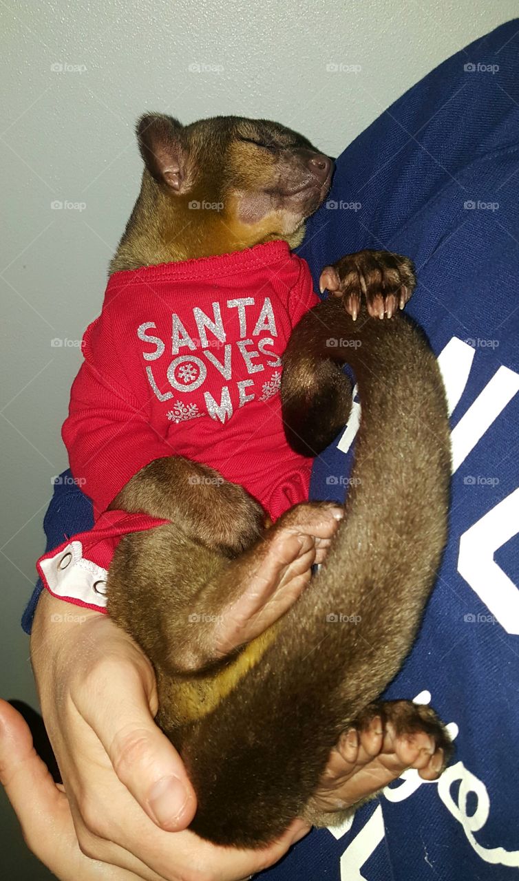 Santa Loves Me -Kinkajou