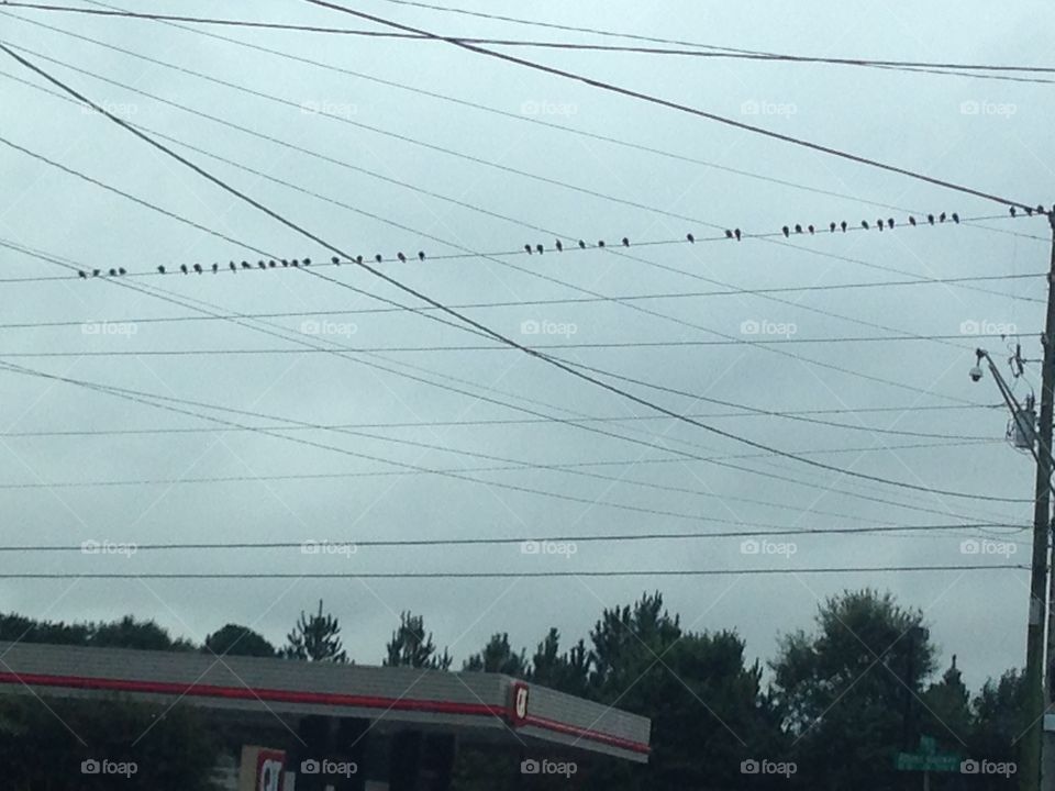 Birds on power lines.