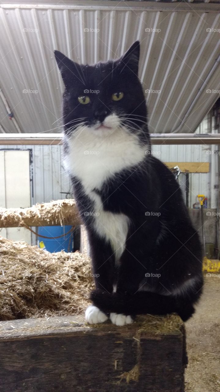 Cat, Mammal, Animal, Pet, Portrait