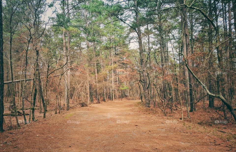 walking into the woods..