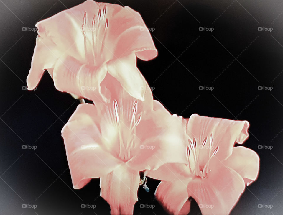 Beautiful lilyflower