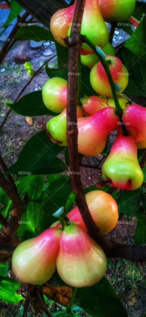 Water guava still on the tree