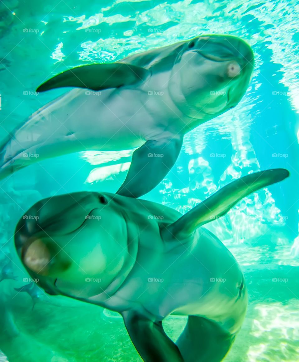 dolphins