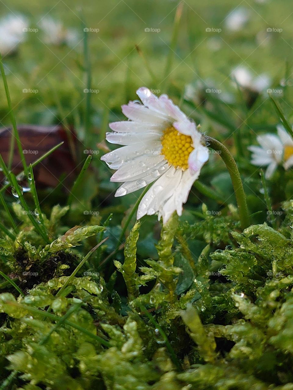 Daisy in the sun