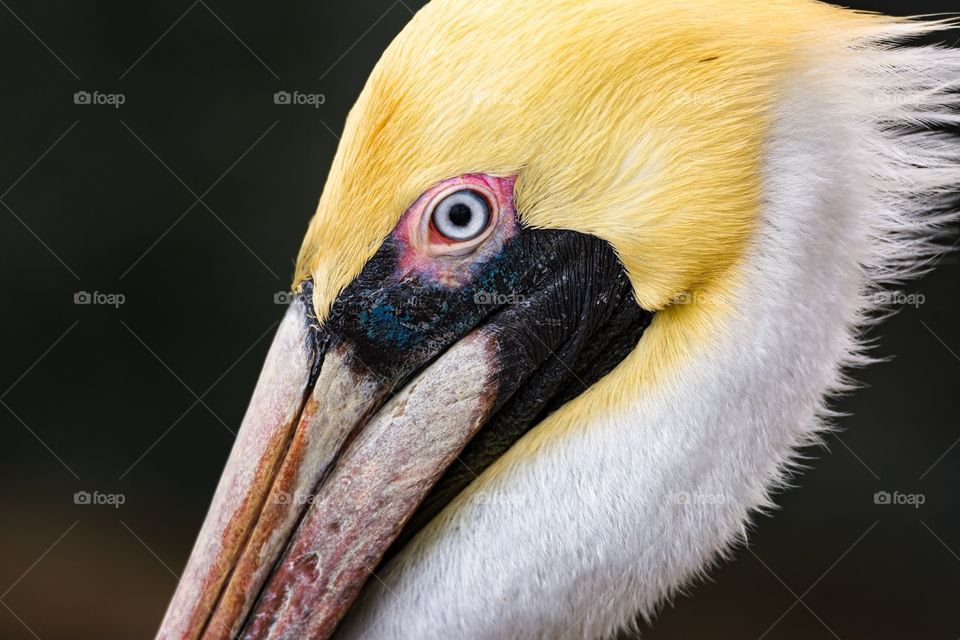 Close-up of a pelican bird