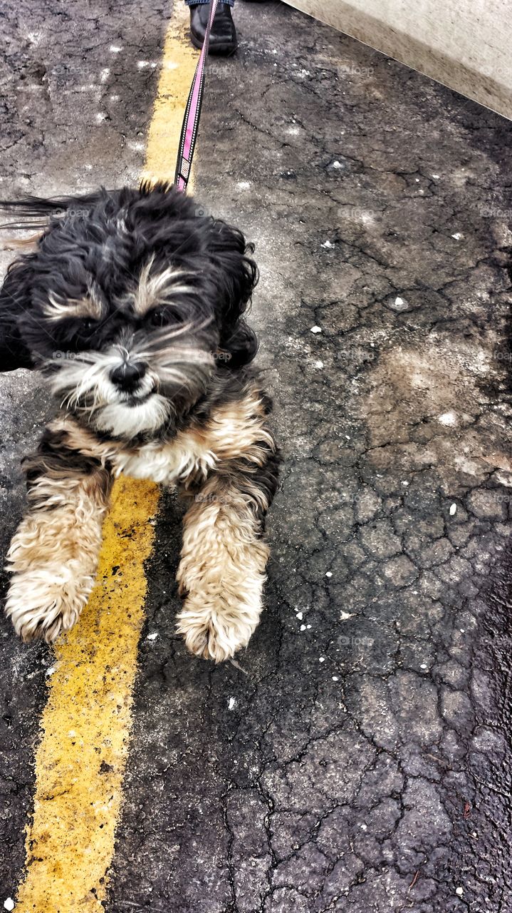 Cute Dog Pulling Leash