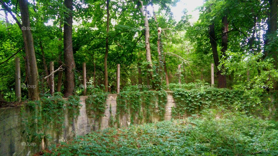 Old over grown water tank in the woods