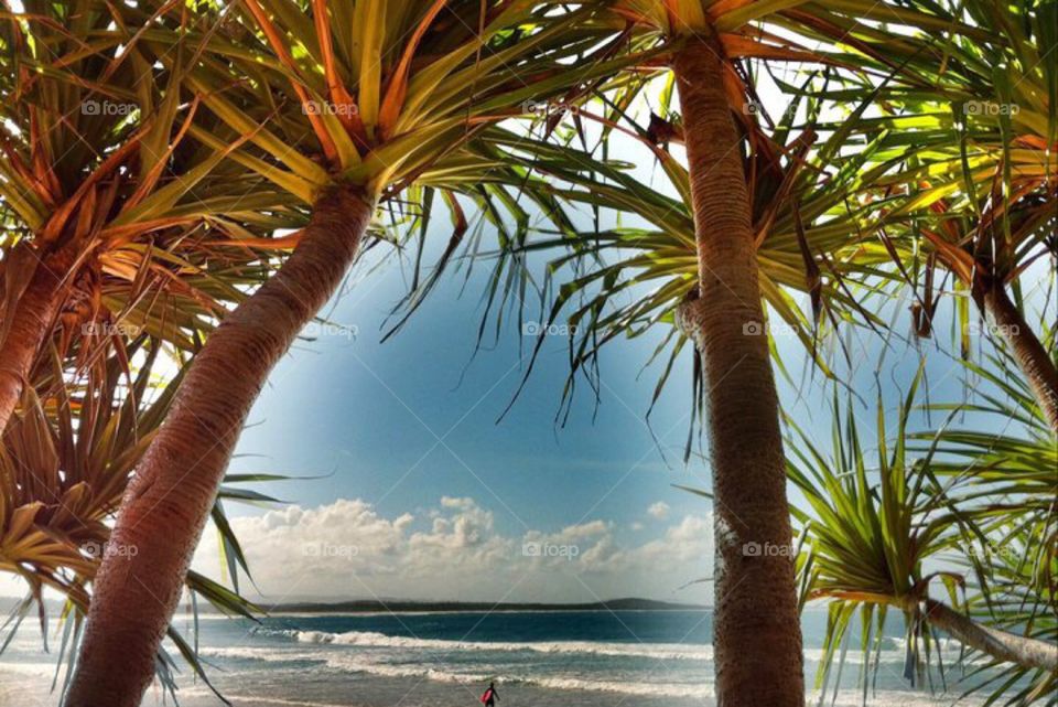 Noosa Beach. Palm Trees  