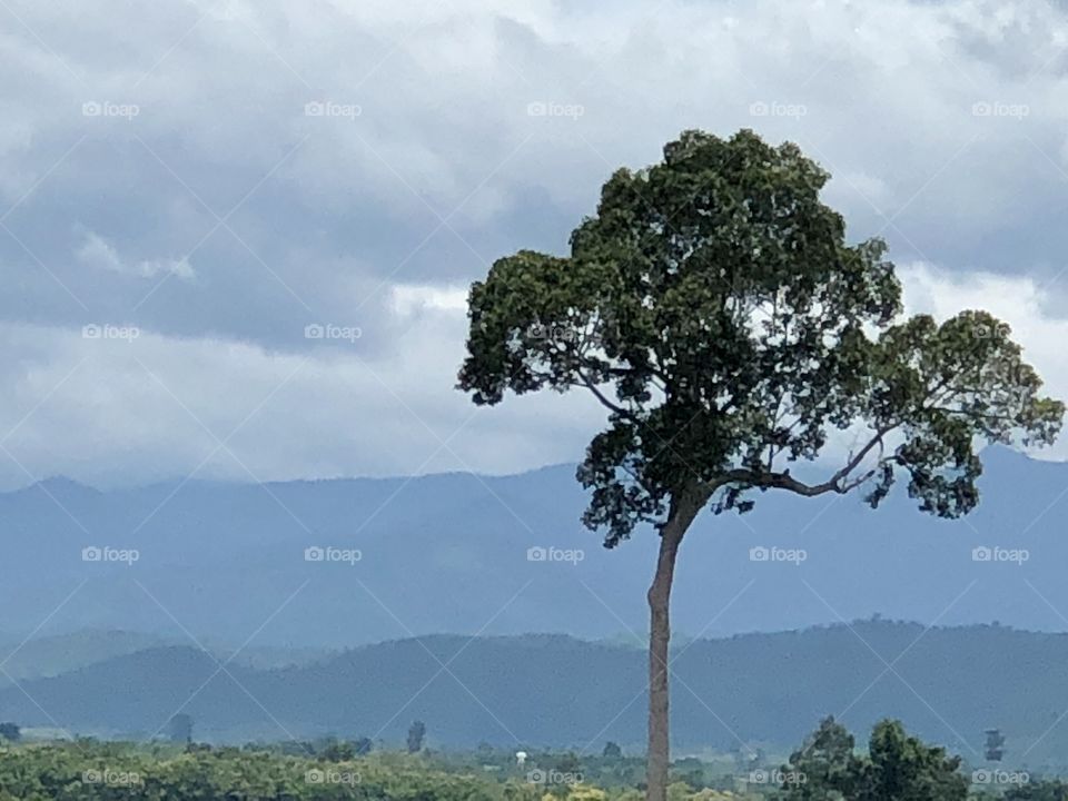 Tall tree with overlap mountain and cloudy sky 