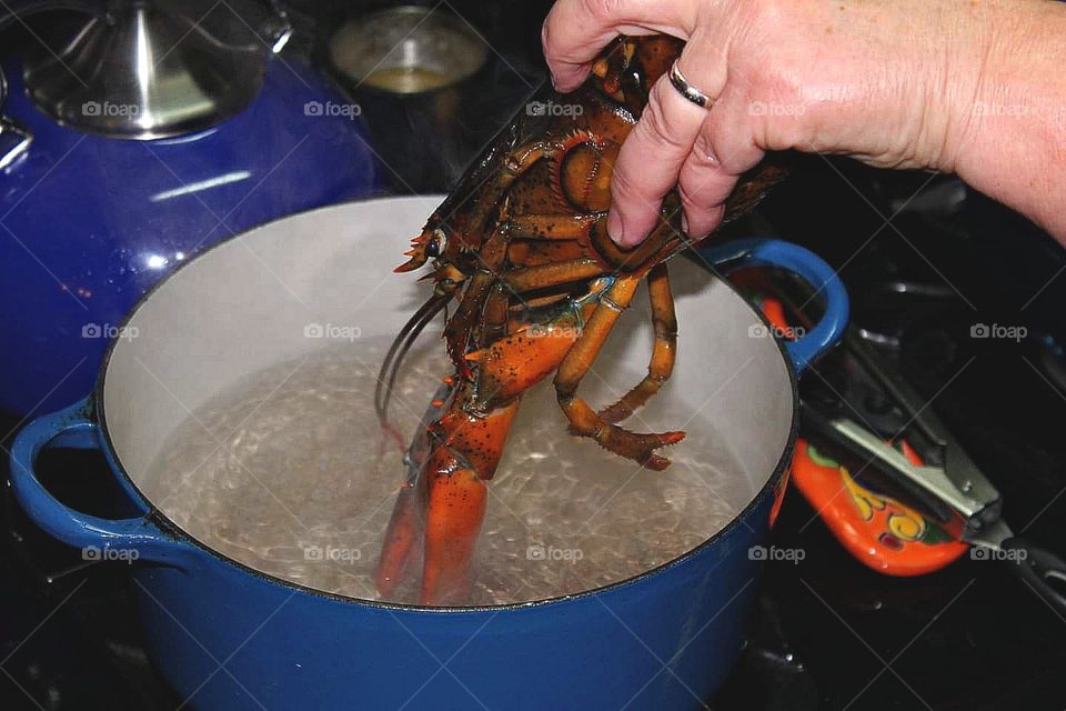 Boiling lobster