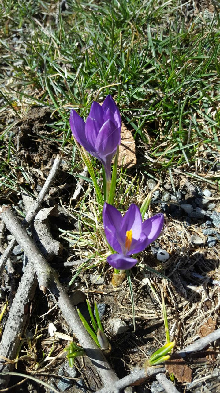 Nature, Flower, Flora, Leaf, Season