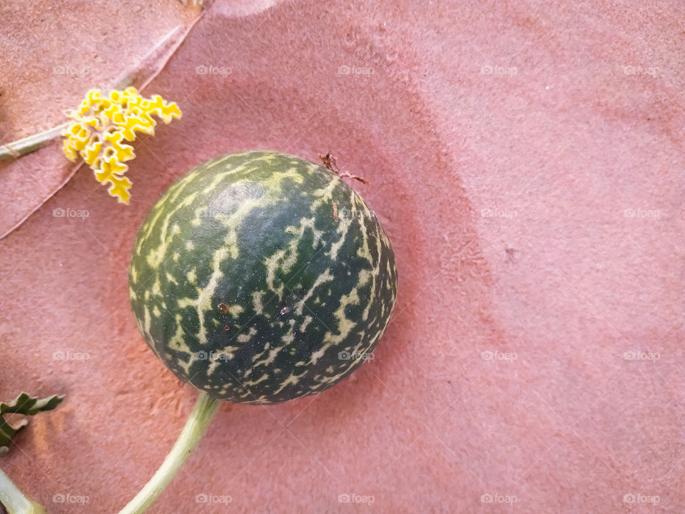 A colocynths growing on sand