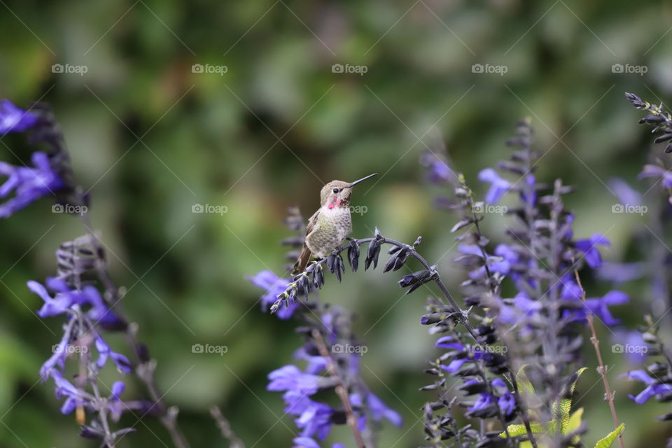 Hummingbird perching on purple flowers 