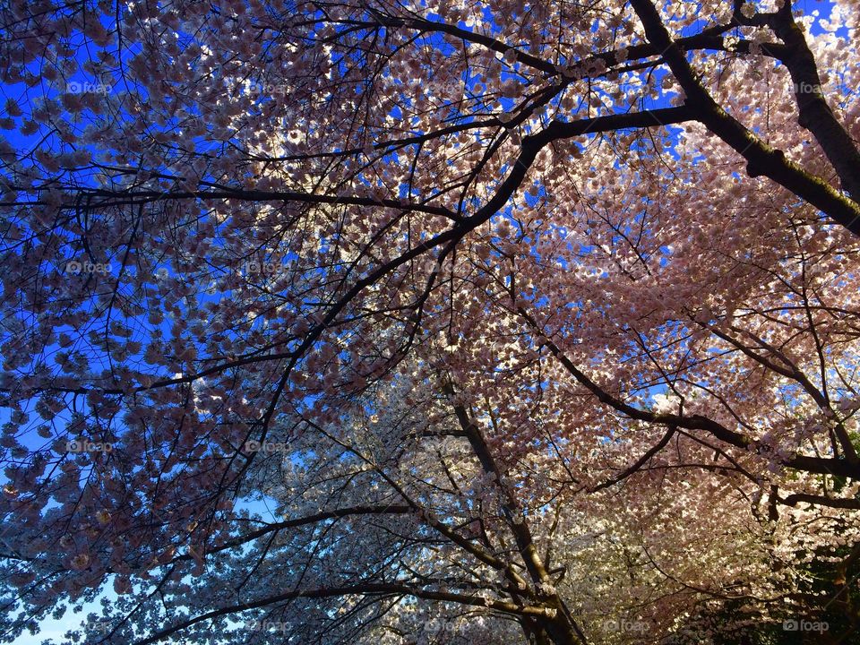 Spring blossoms. Cherry blossoms