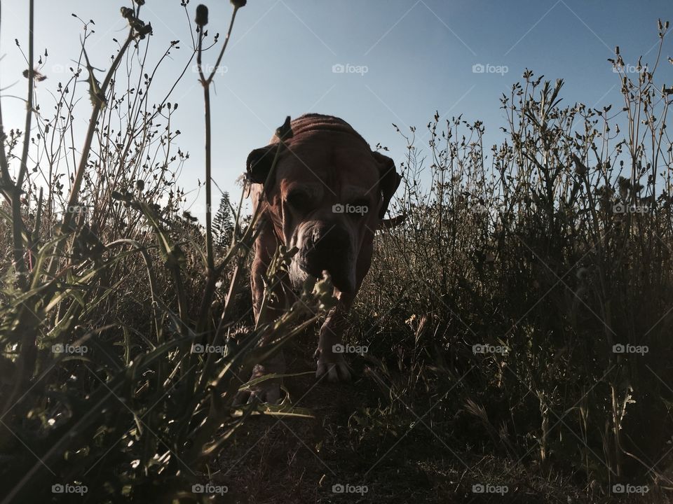 American Bulldog  walking towards me