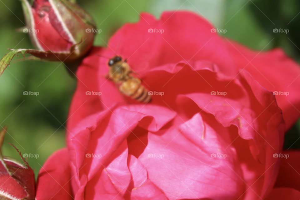 Knockout Roses with bumble bee 